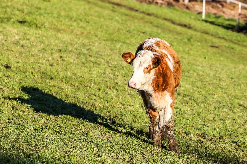 animali al Larmhof in alto adige