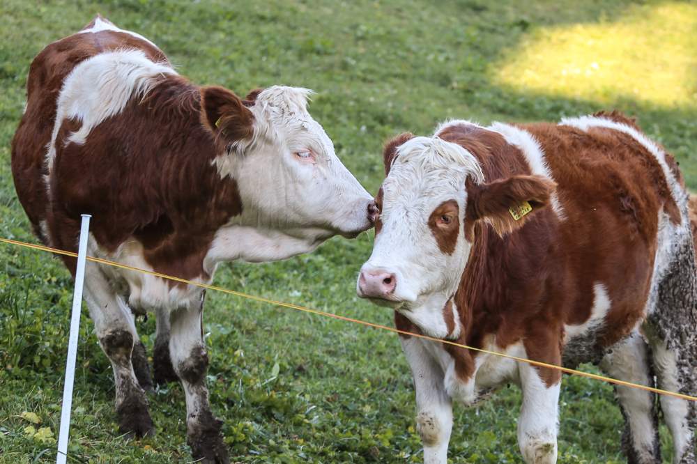 mucche al Larmhof in alto adige